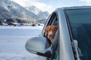 Nova Scotia Duck Tolling Retriever kış dağlarının arka planında arabada. köpek gezisi.