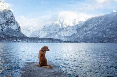 Autria 'da bir köpekle seyahat etmek. Nova Scotia Duck Tolling Retriever bir dağ gölünde.