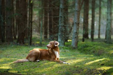 Yeşil ormandaki köpek. Nova Scotia Duck Tolling Retriever ağaçların arasında. güneş ışığı