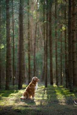 Yeşil ormandaki köpek. Nova Scotia Duck Tolling Retriever ağaçların arasında. güneş ışığı