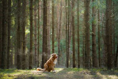 Yeşil ormandaki köpek. Nova Scotia Duck Tolling Retriever ağaçların arasında. güneş ışığı