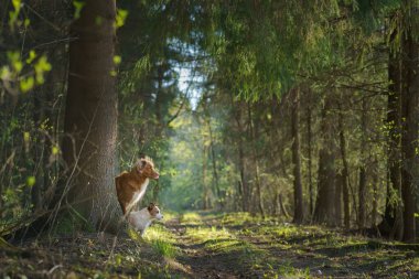 Ormandaki bir ağacın arkasından gözetleyen bir köpek. Nova Scotia Ördek Çalıyor Gün ışığında
