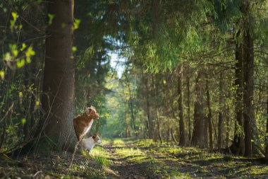 Ormandaki bir ağacın arkasından gözetleyen bir köpek. Nova Scotia Ördek Çalıyor Gün ışığında