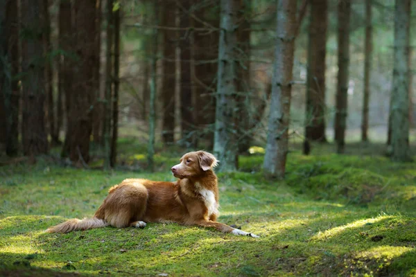 緑の森の犬 ノバスコシアダックは木の間で自然の中で取得します 太陽光 — ストック写真