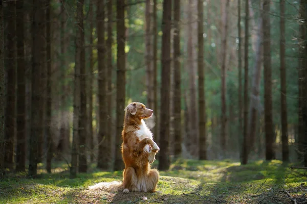 Dog Green Forest Nova Scotia Duck Tolling Retriever Nature Trees — Stock Photo, Image