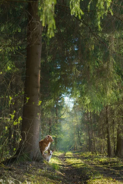 Hund Som Kikar Bakom Ett Träd Skogen Nova Scotia Duck — Stockfoto
