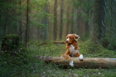 Köpek ormanda bir kütüğün üzerinde yatıyor. Nova Scotia Duck Tolling Retriever ağaçların arasında. 