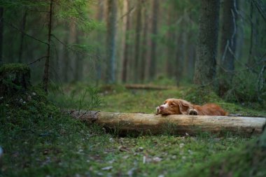 Köpek ormanda bir kütüğün üzerinde yatıyor. Nova Scotia Duck Tolling Retriever ağaçların arasında. 