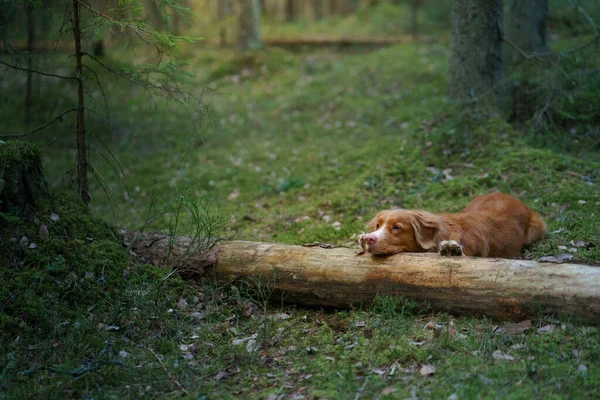 狗躺在森林的原木上 新斯科舍省的野生鸭托林在树林中觅食 — 图库照片