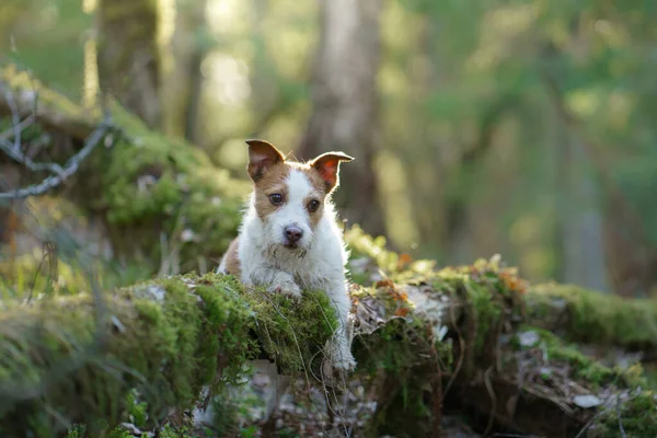 Perro Bosque Jack Russell Terrier Puso Peones Tronco Caminata Por —  Fotos de Stock