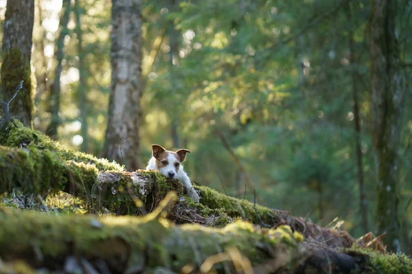 Perro Bosque Jack Russell Terrier Puso Peones Tronco Caminata Por —  Fotos de Stock