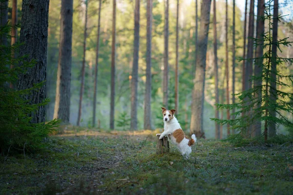 Ormandaki Köpek Jack Russell Terrier Patilerini Kütüğün Üzerine Koydu Doğa — Stok fotoğraf