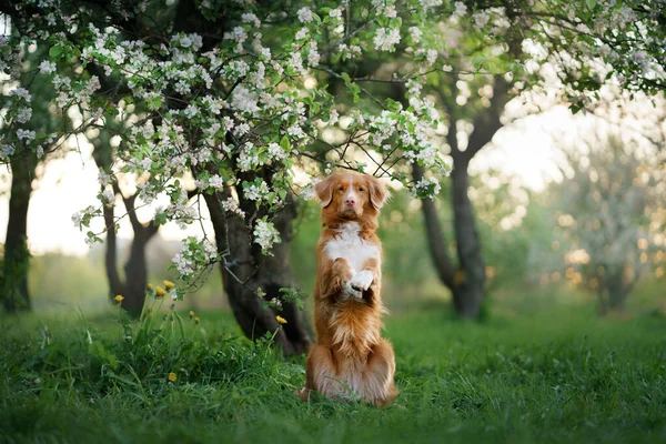 リンゴの木を背景に犬 ノバスコシアダックは春に花の近くで取得します — ストック写真