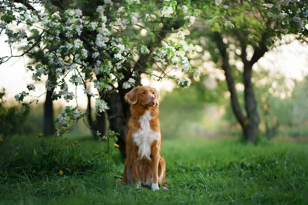 Hund Auf Dem Hintergrund Von Apfelbäumen Nova Scotia Duck Tolling — Stockfoto