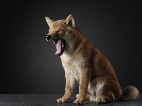 Szczeniak Ziewa Trzymiesięczny Shiba Inu Pies Otwartymi Ustami Czarnym Tle — Zdjęcie stockowe