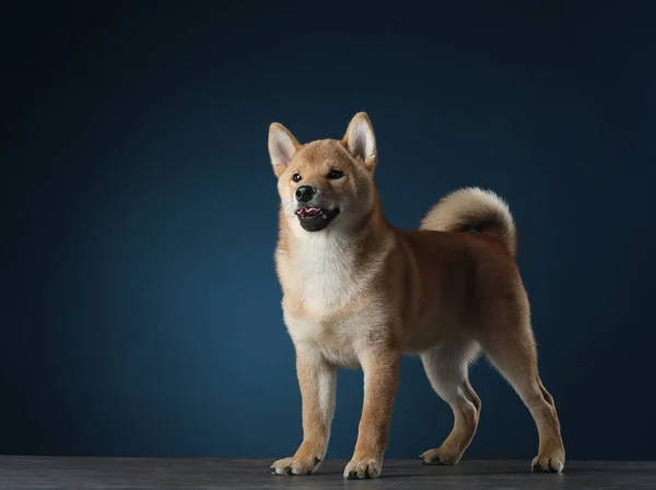 3ヶ月の柴犬の子犬 犬は濃い青の背景に口を開いて立っています スタジオのペット — ストック写真