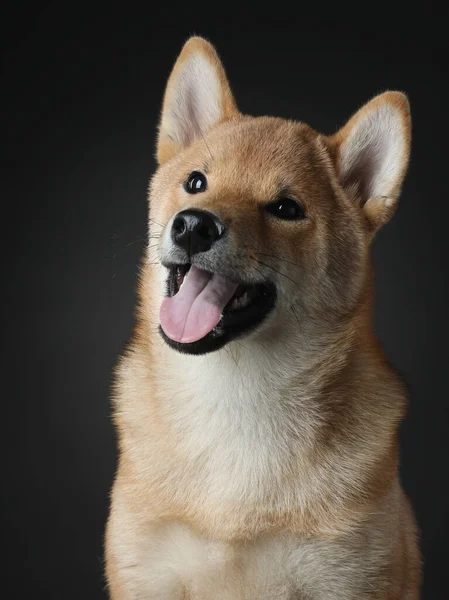 Yakın Plan Portre Köpeği Gülümsüyor Aylık Shiba Inu Yavrusu Siyah — Stok fotoğraf