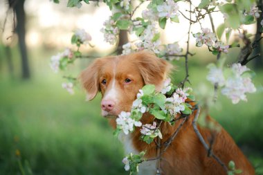 Bir elma ağacının dallarının altından dışarı bakan bir köpek. Nova Scotia Duck Tolling Retriever Çiçeklerin yanında