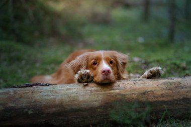 Köpek ormanda bir kütüğün üzerinde yatıyor. Nova Scotia Duck Tolling Retriever ağaçların arasında. 