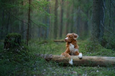 Köpek ormanda bir kütüğün üzerinde yatıyor. Nova Scotia Duck Tolling Retriever ağaçların arasında. 