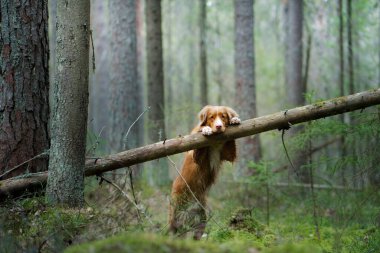 Köpek ormanda bir kütüğün üzerinde yatıyor. Nova Scotia Duck Tolling Retriever ağaçların arasında. 