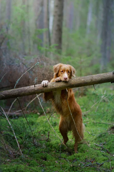 Собака Лежит Бревне Лесу Новая Шотландия Утка Толлинг Ретривер Природе — стоковое фото