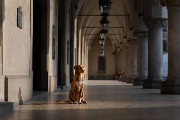 dog in the gallery of the cloth The old city, the center of Krakow, history, architecture. Nova Scotia Duck Tolling Retriever, Toller