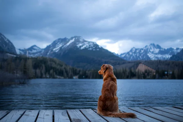 Cão Lago Montanhas Ponte Madeira Vista Noturna Viajar Com Animais — Fotografia de Stock