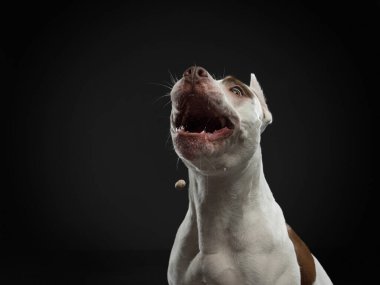 Karanlık bir arka planda bir köpeğin portresi. Amerikan pitbull teriyeri. Komik surat. Yemek yakalar. Mutlu yüz ifadeleri