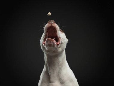 Karanlık bir arka planda bir köpeğin portresi. Amerikan pitbull teriyeri. Komik surat. Yemek yakalar. Mutlu yüz ifadeleri