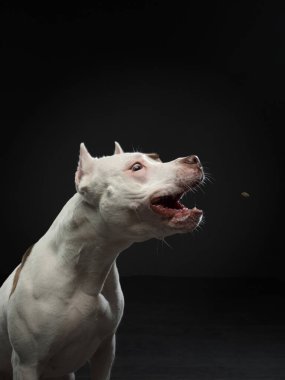 Karanlık bir arka planda bir köpeğin portresi. Amerikan pitbull teriyeri. Komik surat. Yemek yakalar. Mutlu yüz ifadeleri