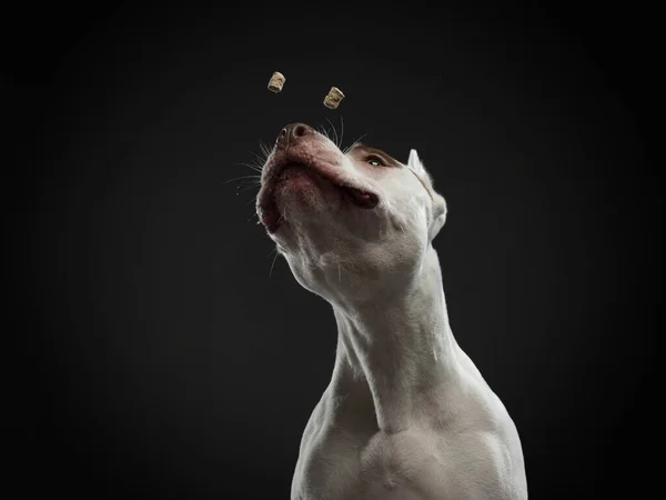 Retrato Perro Sobre Fondo Oscuro American Pit Bull Terrier Funny —  Fotos de Stock