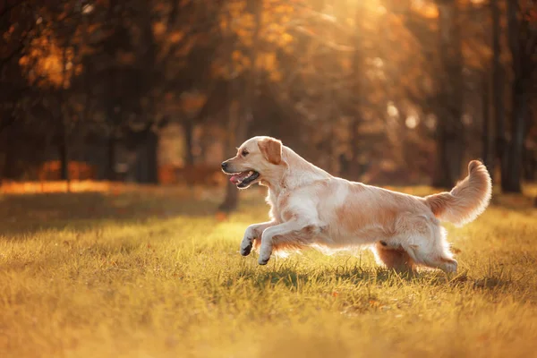 Sonbaharda Yaprakların Arasında Golden Retriever Sonbaharda Doğayla Içe Olacak Evcil — Stok fotoğraf