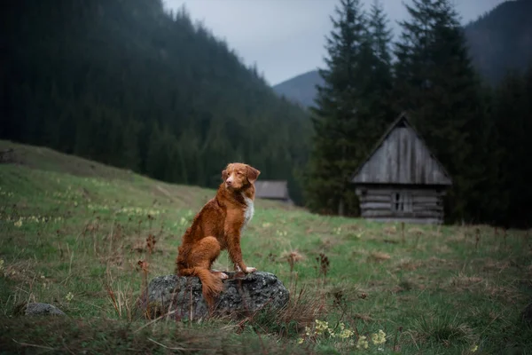 Escursioni Con Cane Bagnato Nova Scotia Duck Tolling Retriever Montagna — Foto Stock