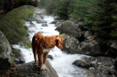 Nehir kenarındaki bir taşın üzerinde kırmızı bir köpek. Doğadaki Nova Scotia Duck Tolling Retriever. Doğadaki hayvan