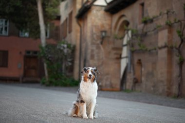 Yarım ahşap evlerin arka planında bir köpek. Şehirde evcil hayvan. Avustralya mermer çoban köpeği