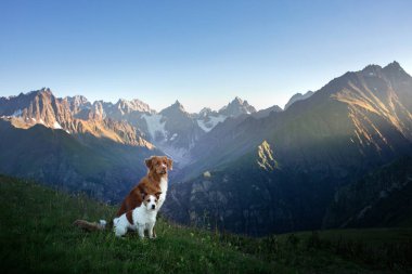 Dağ 'da iki küçük ve büyük köpek. Nova Scotia Retriever ve Jack Russell Terrier birlikte.