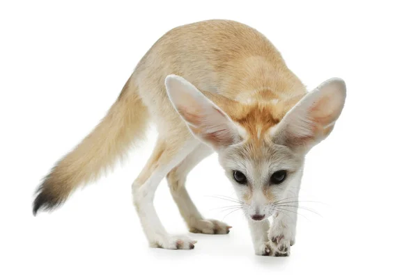 Junger Fennec Fox Auf Weißem Hintergrund Atelier — Stockfoto