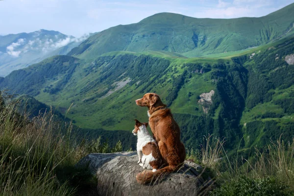 Две Маленькие Большие Собаки Горе Новая Шотландия Ретривер Джек Рассел — стоковое фото