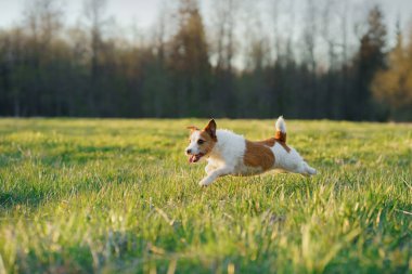 Köpek koşuyor. Aktif Jack Russell Terrier sahada uçuyor. Evcil hayvan hareket halinde. gün batımı