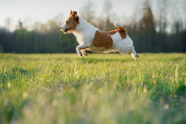 Pies Ucieka Aktywny Jack Russell Terrier Przelatuje Przez Boisko Zwierzak — Zdjęcie stockowe