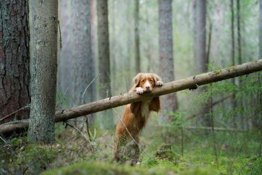 Ormandaki köpek. Kırmızı Nova Scotia Ördek Tolling Doğada, güneş ışığı