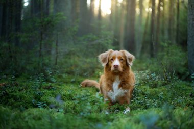 Ormandaki köpek. Kırmızı Nova Scotia Ördek Tolling Doğada, güneş ışığı