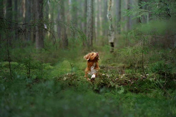 Hund Wald Roter Nova Scotia Duck Tolling Retriever Der Natur — Stockfoto