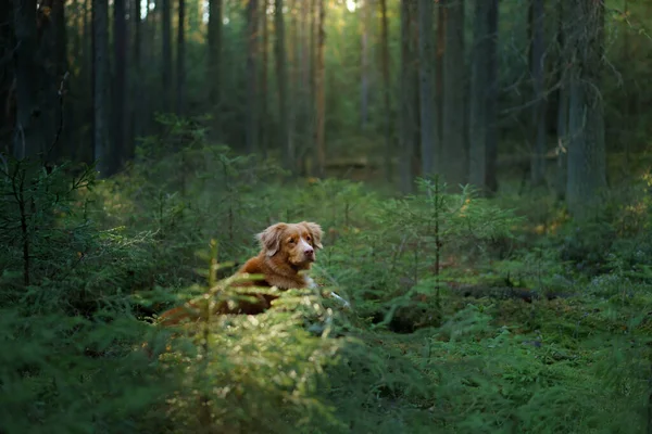 森の中の犬 レッドノバスコシアダックは自然の中で取得します — ストック写真