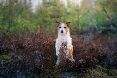 Heather renginde bir köpek. Jack Russell Terrier ormanda dikizcilik yapıyor. portre hayvanı