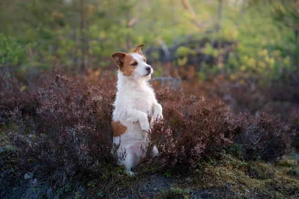 Hund Ljungens Färger Jack Russell Terrier Skogen Kikar Porträtthusdjur — Stockfoto