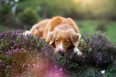 Heather renginde bir köpek. Nova Scotia Duck Tolling Retriever ormanda, bir açıklıkta. 