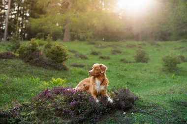 Heather renginde bir köpek. Nova Scotia Duck Tolling Retriever ormanda, bir açıklıkta. 