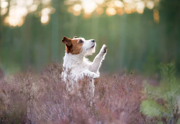 Perro Los Colores Brezo Jack Russell Terrier Bosque Peeps Olas —  Fotos de Stock